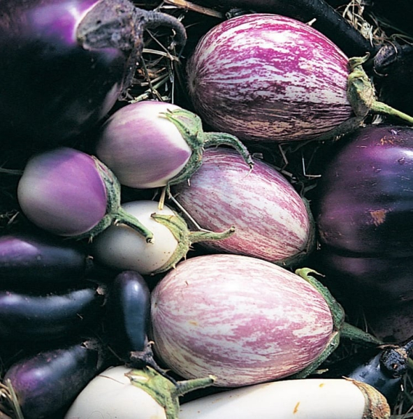 "Яблоко безумия": баклажан имеет фиолетовый пигмент-антиоксидант и ядовитые листья и цветы. - Общество