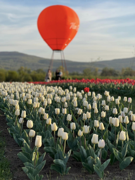 Едем в тюльпановый тур: Victoria's Secret в "Волынской Голландии" и три миллиона цветов в Мамаевцах - Общество