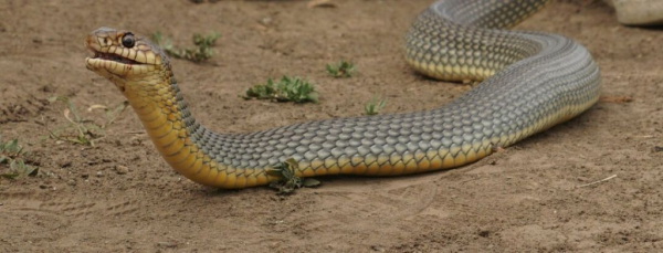 Анаконда или гигантский полоз: Туристы на Раховщине встретили гигантскую змею - Общество