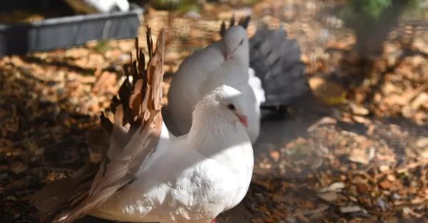 В Луцком зоопарке голуби, которых военные спасли под Бахмутом, дали потомство - Общество