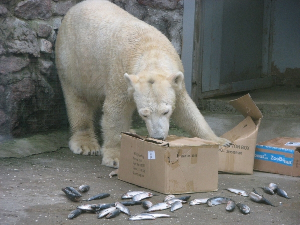 В Николаевском зоопарке празднуют 10-летие белой медведицы Зефирки - Общество