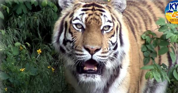 Тигрица Далила, спасенная под Харьковом, стала любимицей гостей Киевского зоопарка - Общество