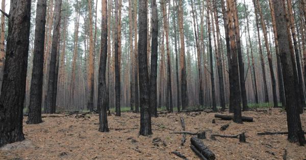 Выжженная земля: какие животные и растения исчезнут из-за войны в Украине - Общество
