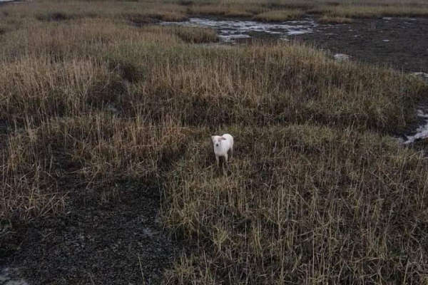 Дрон с сосиской помог вытащить собаку из болота