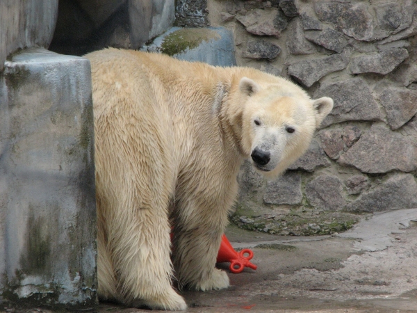 В Николаевском зоопарке празднуют 10-летие белой медведицы Зефирки - Общество