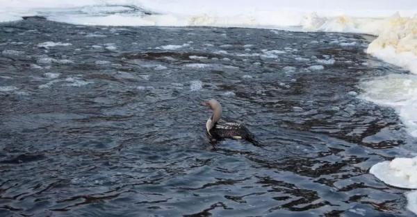 В заповеднике на Житомирщине спасли редкую птицу, которая гнездится на Аляске - Общество