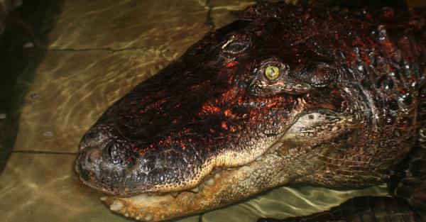 В Николаевском зоопарке умер крокодил - он был старейшим в Украине - Общество