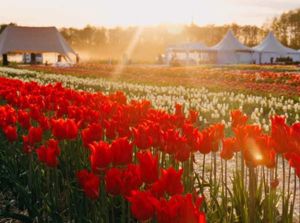 Едем в тюльпановый тур: Victoria's Secret в "Волынской Голландии" и три миллиона цветов в Мамаевцах - Общество